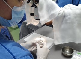 Alunos do primeiro ano de residência médica do Instituto Brasileiro de Oftalmologia e Prevenção da Cegueira (IBOPC/HHCL) treinam cirurgia de pterígio em WET LAB